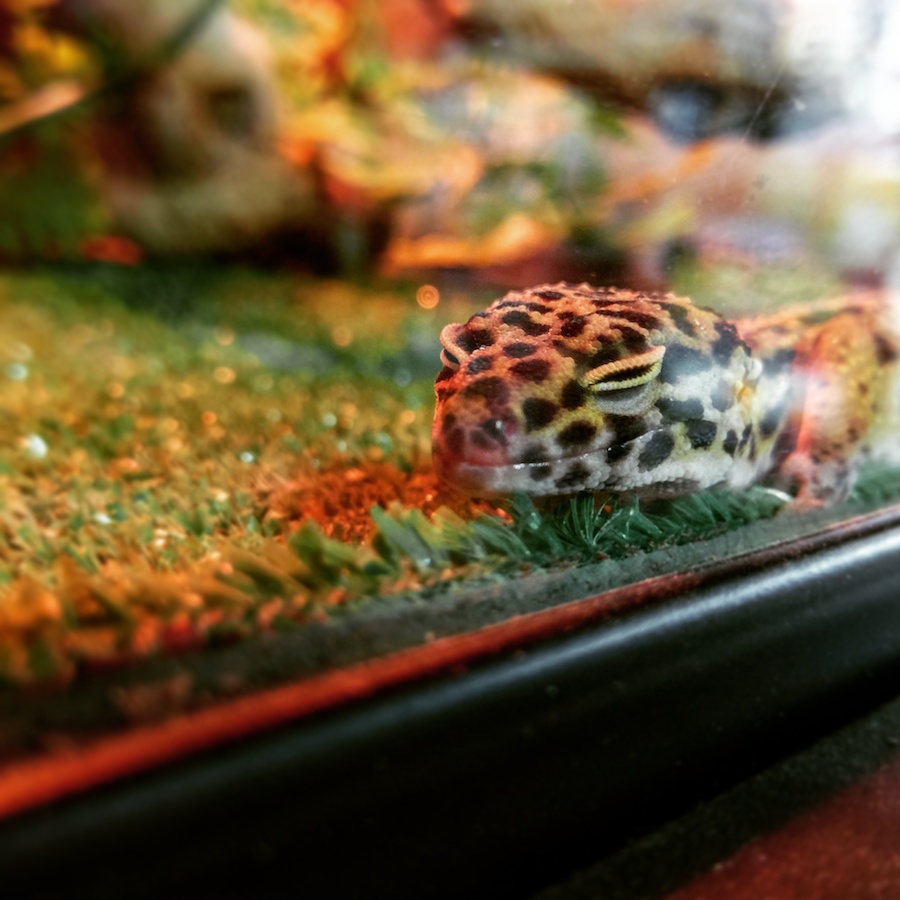 leopard gecko tile