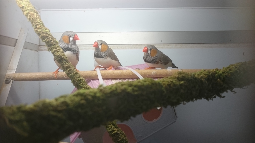 In Store Animals Uptown Pets